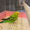 budgie296