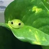 grassc0w