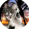 katankacat