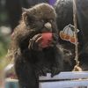 africa_monkey