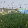 milintra0
