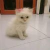 amira.arsanti