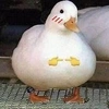 mr.duck6996