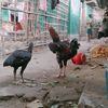 zaw.lay56840