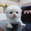 aligirly2