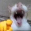 yepsibidi