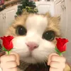 chwtnghip.minh