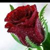 imad.swaid