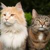 Lovely Cats