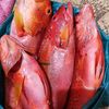 teuku.raja.ampon5