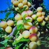 apple.user7953543