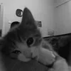 annyeongzcuteaf