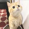 Kitty Story