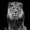 mohammed.ahmed7755