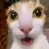 😼ungatoparanormal😼🤙