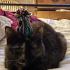 ilovecatssssssss4life