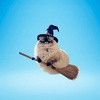 broomcatcto