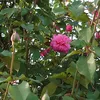 sanaehoribe