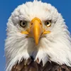 us.eagle0