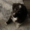 dixiedogmama6
