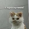 dashka54639