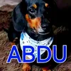 abdo.queiroz.abdu.dogs