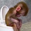 monkeyeaterrrr