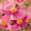 md.shakib.khan2693