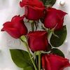 jinen.lwared