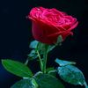 rajjohin.rani.52