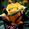 bablu.hosan7