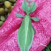vivo.banh