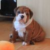 bulldog puppies for adoption
