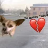 garry_rex
