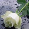 user427790062711