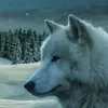 user85105428190610