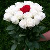 arzu1537
