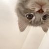 catpiprp5mc
