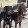 m_c.nerdydobies