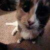 taco.cat10
