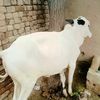 smad.khan95