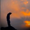 adel.hussein56