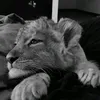 crazi_777