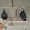 احمدالبوري