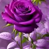 bashar.nouf