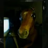 cavalin_marugador