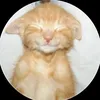 risha_gownishs
