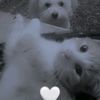 medeea_12c