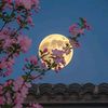 moonssweetdreams