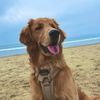 walteradamsgoodboy
